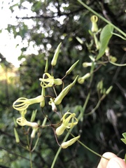 Riocreuxia polyantha