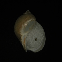 Volutharpa perryi