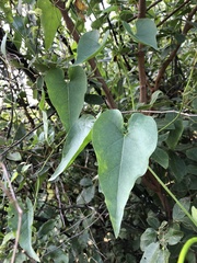 Riocreuxia polyantha