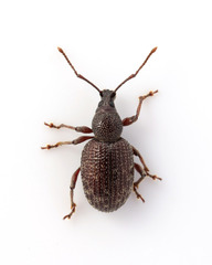 Otiorhynchus cribricollis