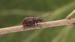 Otiorhynchus cribricollis