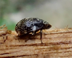 Insecta