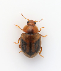 Rhyzobius chrysomeloides