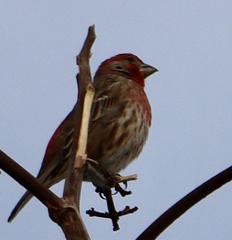 Haemorhous mexicanus