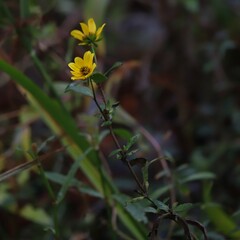 Bidens mitis