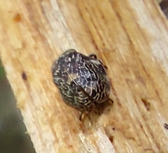 Insecta