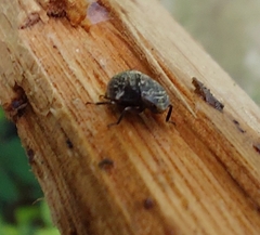 Insecta