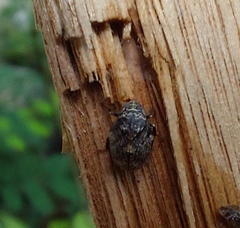 Insecta