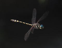Pentathemis membranulata