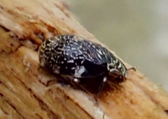 Insecta