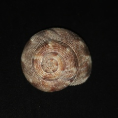 Calliostoma koma