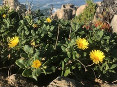 Calendula suffruticosa