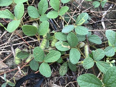 Cajanus scarabaeoides