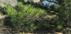 Pinus flexilis