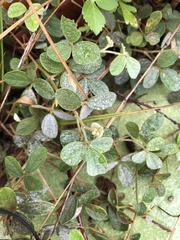 Cajanus scarabaeoides