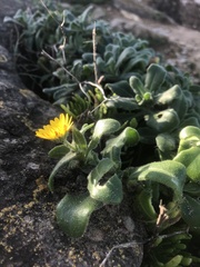 Calendula suffruticosa
