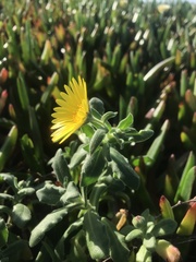 Calendula suffruticosa