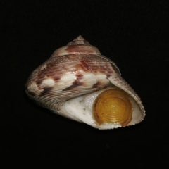 Calliostoma koma