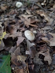 Oudemansiella limonispora