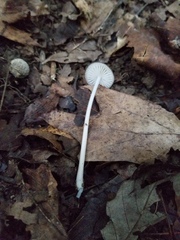 Oudemansiella limonispora