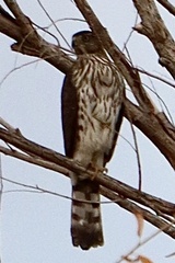 Accipiter cooperii