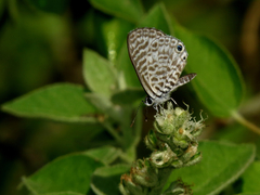 Leptotes marina