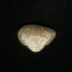 Verilarca interplicata