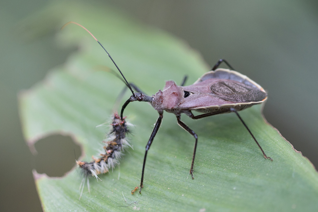 Montina nigripes