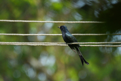 Surniculus dicruroides