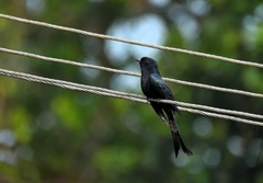 Surniculus dicruroides