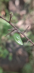 Polyura agraria