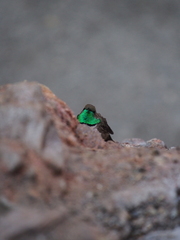 Oreotrochilus leucopleurus