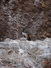 Oreotrochilus leucopleurus