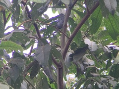 Thamnophilus multistriatus