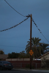 Columba livia domestica
