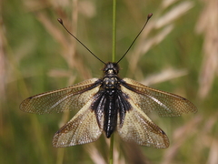 Libelloides coccajus