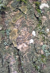 Opegrapha