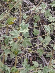 Sphaeralcea coulteri