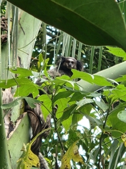 Callithrix jacchus × penicillata