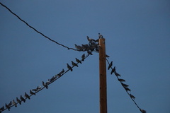 Columba livia domestica