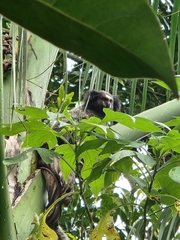 Callithrix jacchus × penicillata