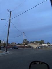 Columba livia domestica