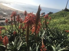 Aloe arborescens