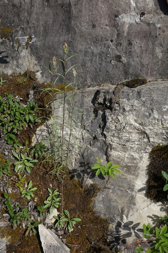 Castilleja rubra (Castilleja rubra)