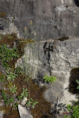 Castilleja rubra