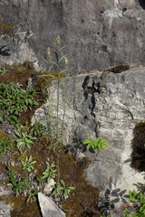 Castilleja rubra