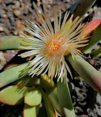 Cylindrophyllum