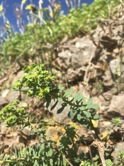 Euphorbia portlandica