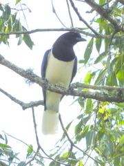 Cyanocorax cristatellus