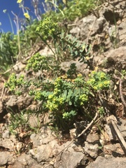 Euphorbia portlandica